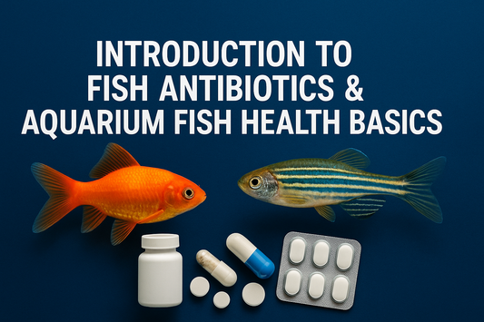 Introduction to Fish Antibiotics & Aquarium Fish Health Basics