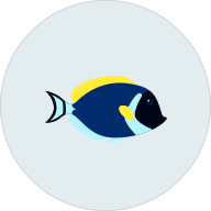 FISH CLINDAMYCIN
